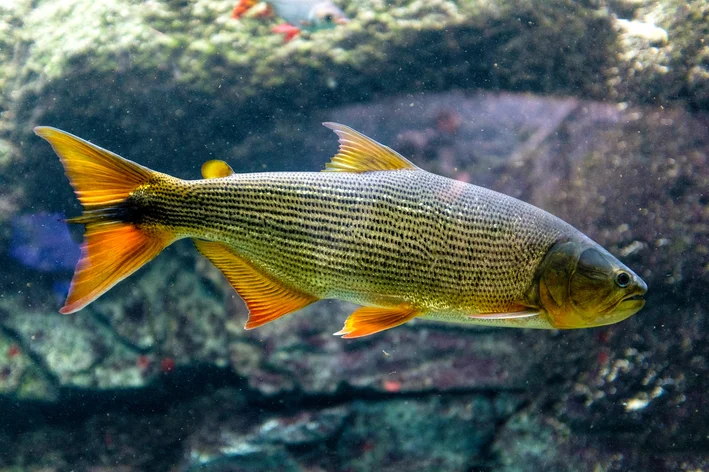 peixe carnívoro dourado no rio