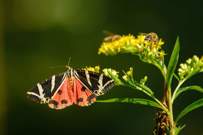 Euplagia quadripunctaria