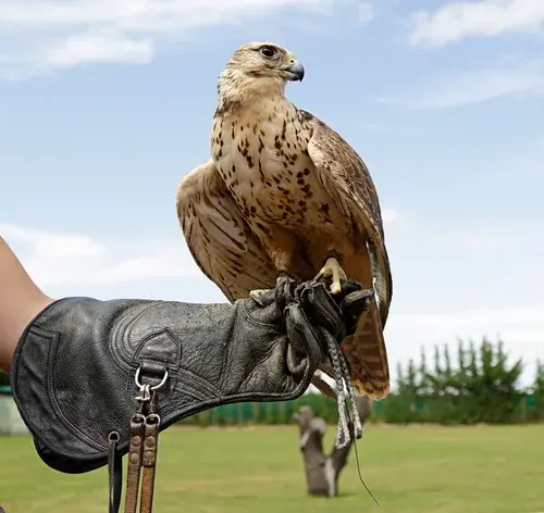 mulher praticando falcoaria