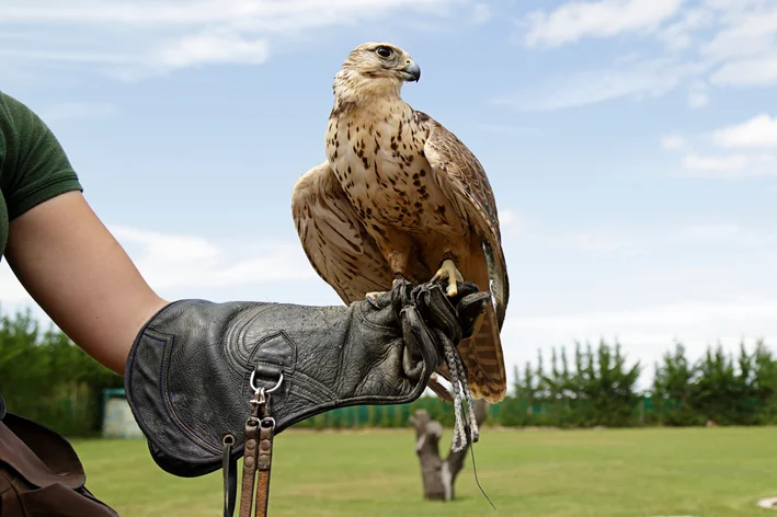 mulher praticando falcoaria