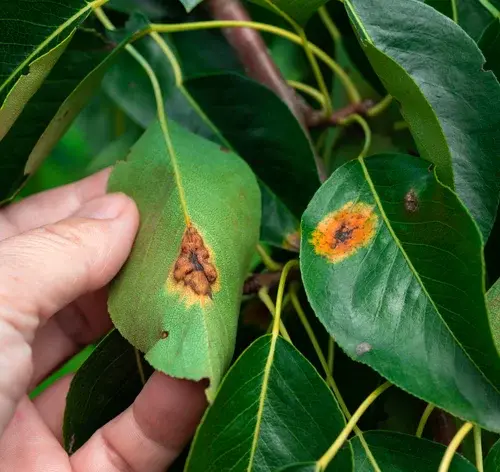 ferrugem nas plantas como cuidar