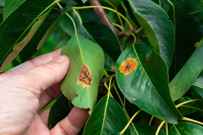 ferrugem nas plantas como cuidar