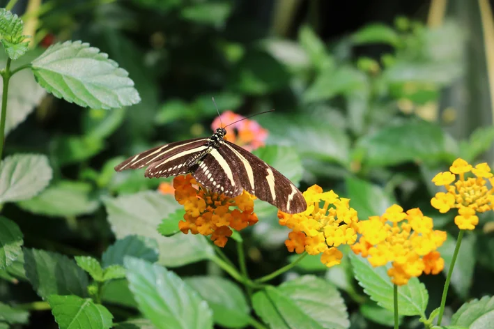 Heliconius charithonia