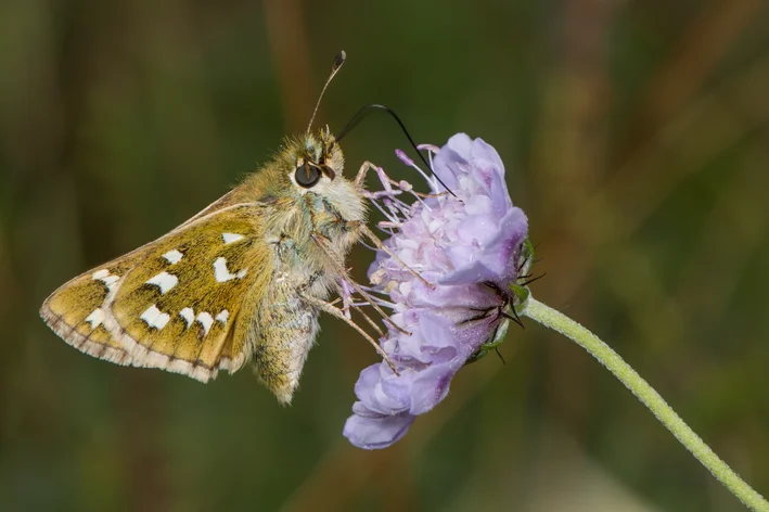 Hesperia comma