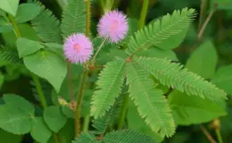 folhas de mimosa pudica