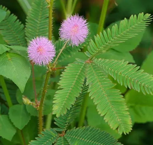 folhas de mimosa pudica