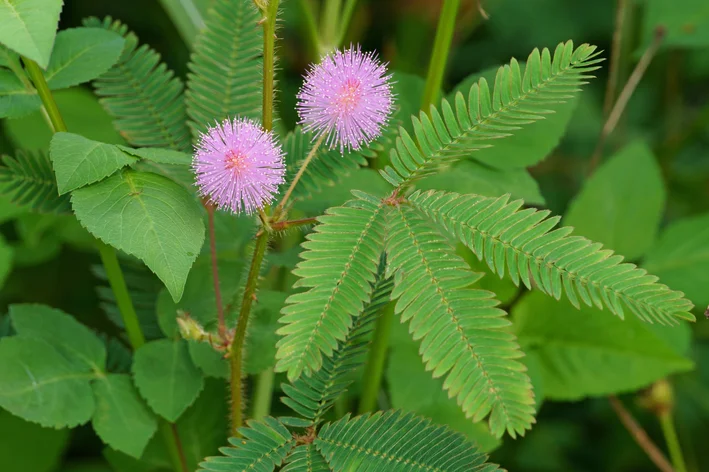 folhas de mimosa pudica