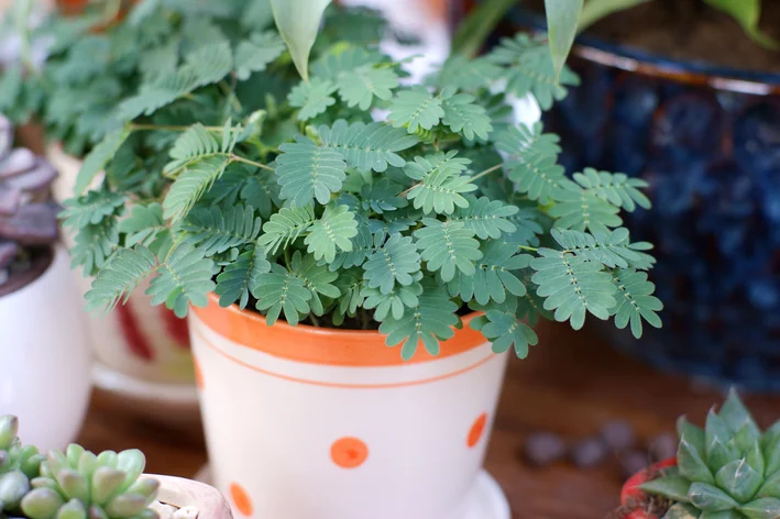 mimosa pudica no vaso