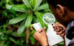 um biólogo fazendo o estudo de uma planta