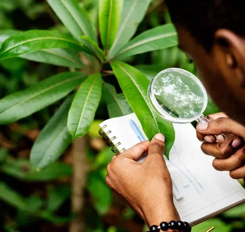 um biólogo fazendo o estudo de uma planta
