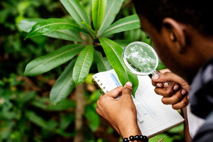 um biólogo fazendo o estudo de uma planta