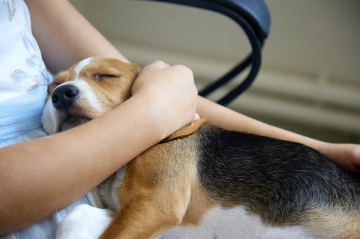 tutor abraçando um cachorro morrendo