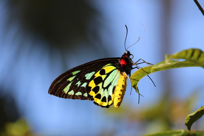 Ornithoptera alexandrae