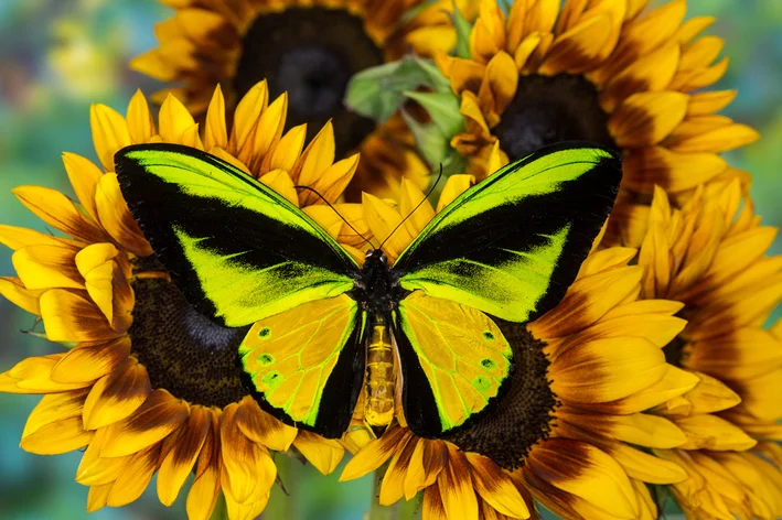 Ornithoptera goliath