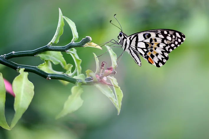 Papilio demoleus