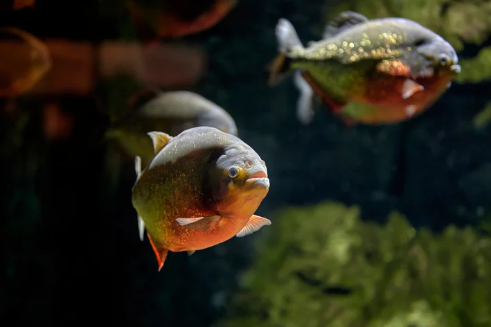 casal de piranhas de barriga vermelha