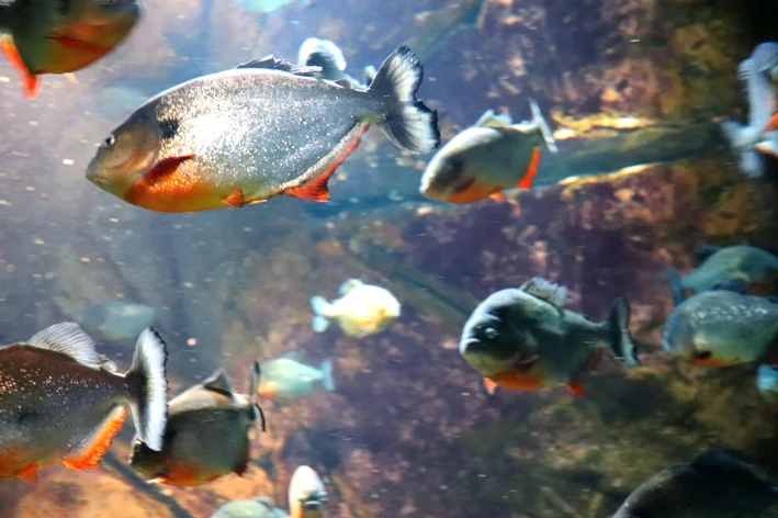 piranhas do Orinoco no rio