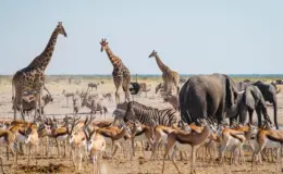 Descubra quantos animais existem no mundo e sua importância para o meio ambiente 1