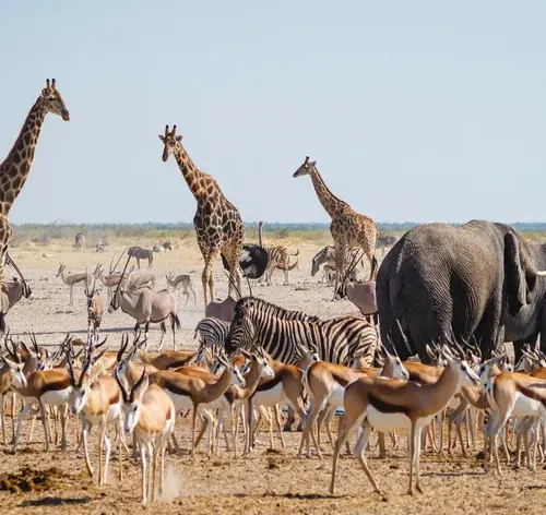 Descubra quantos animais existem no mundo e sua importância para o meio ambiente 1