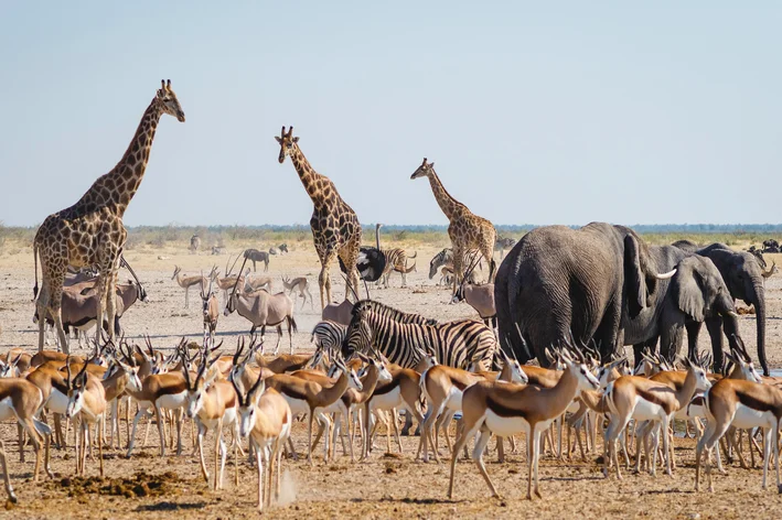 Animais que existem no mundo distribuídos em uma savana