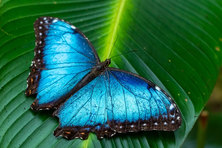 borboleta azul na folha