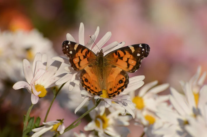 Vanessa virginiensis