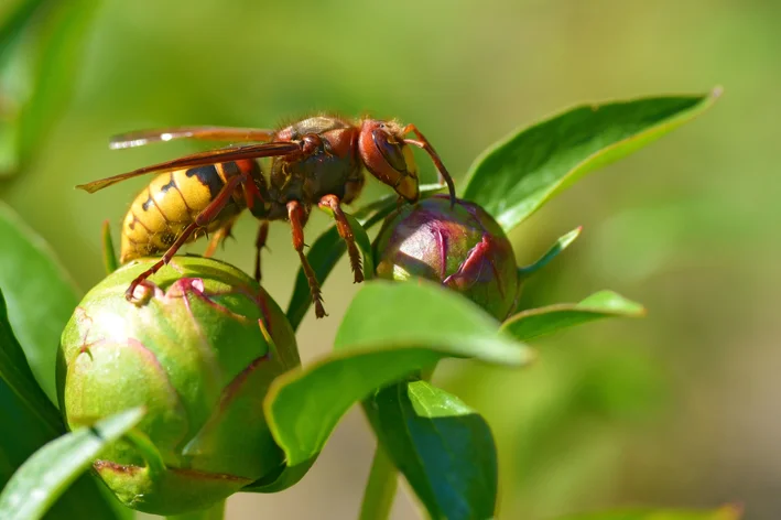 vespa europeia na planta