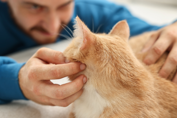 tutor olhando dente de gato