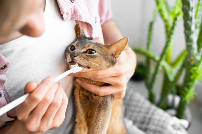 escovando dente de gato