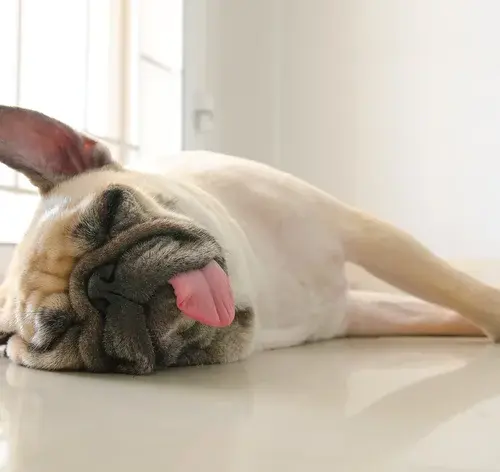 cachorro com a língua de fora