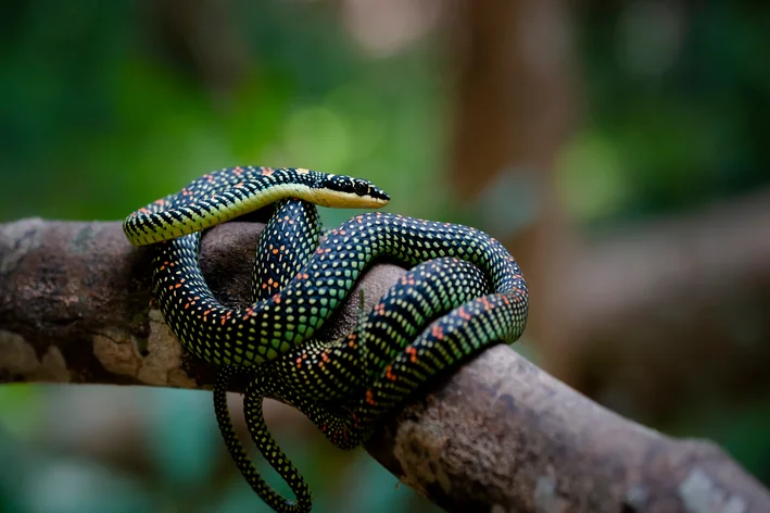 cobra-voadora-do-paraiso