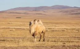 animais do deserto