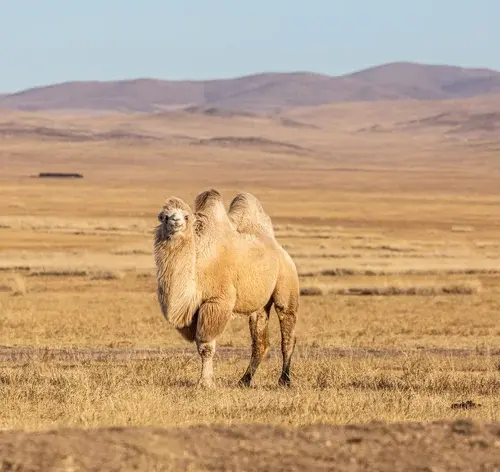 animais do deserto