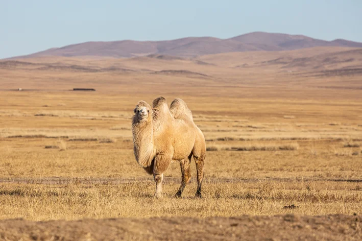 animais do deserto