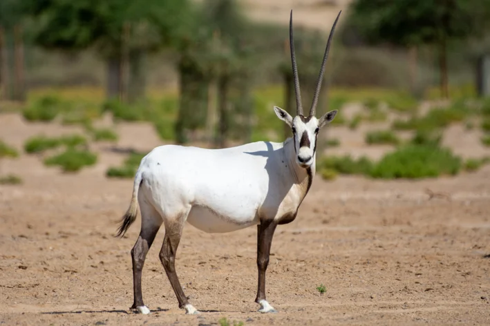 Órix-da-arábia (Oryx leucoryx)