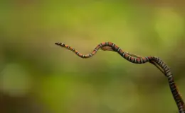 Cobra-coral-voadora (Chrysopelea pelias)