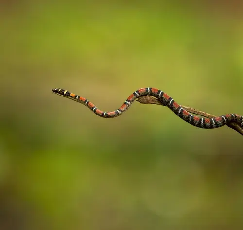 Cobra-coral-voadora (Chrysopelea pelias)