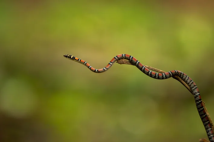 Cobra-coral-voadora (Chrysopelea pelias)