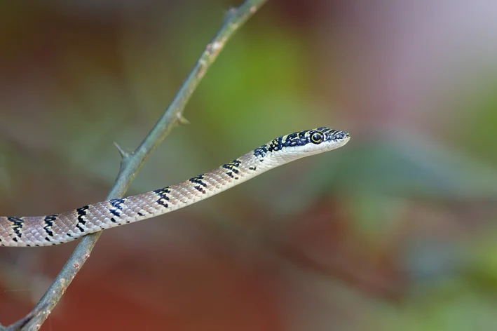 Cobra-voadora-indiana