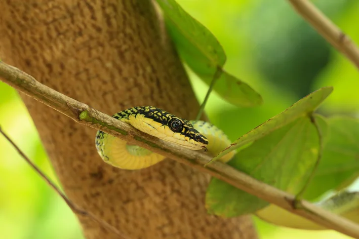 Cobra-voadora-dourada (Chrysopelea ornata)