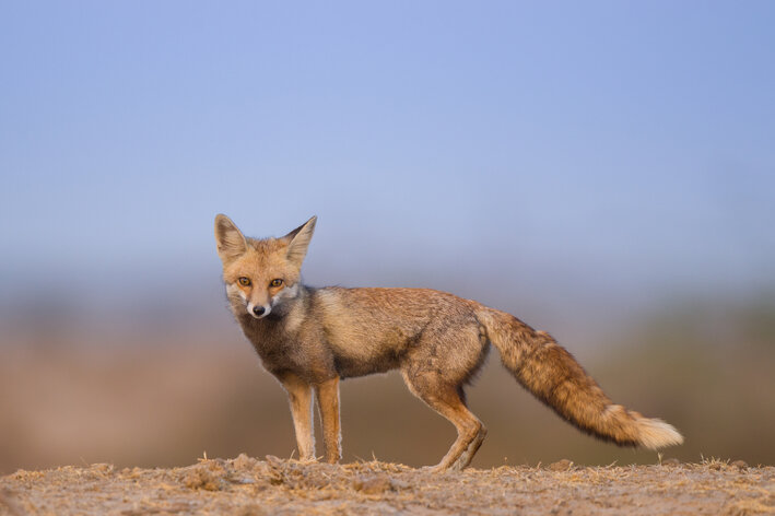 Raposa-de-Rüppell animais do deserto