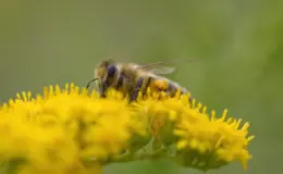 Abelha sem ferrão pousada na flor