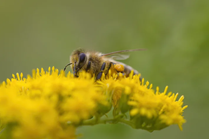 Abelha sem ferrão pousada na flor