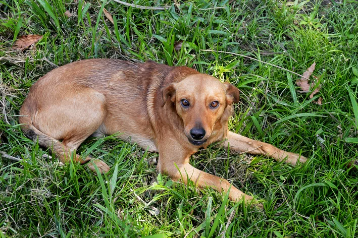 animais abandonados cachorrro