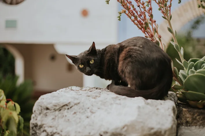 animais abandonados gato preto