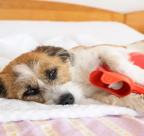 Saiba quando cachorra sente cólica e o que fazer para ajudar o pet 1