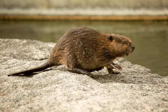 castor andando na natureza