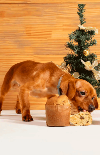 Panettone-Joy-para-Caes-Flocos-de-Carne-ambientado-comendo