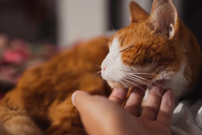 tutora cuidando do seu gato laranja