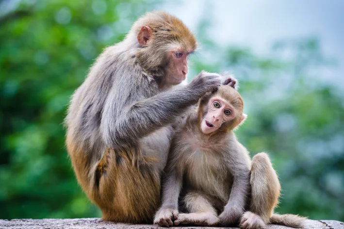 mamãe macaco cuidando do filhote